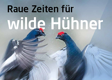 Das Bild zeigt ein Raufußhuhn